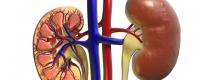 kidney-structure