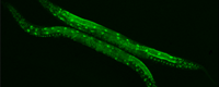 Modeling-human-diseases-in-C-elegans2s